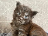 Chatonne Maine Coon LOOF polydactyle à vendre