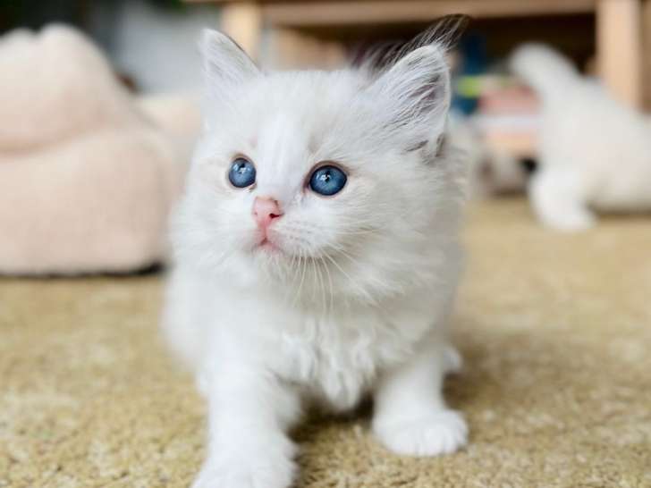 Aegon - Mâle Bicolore Blue Point Tabby