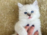 Armin - Mâle Blue Point Mitted