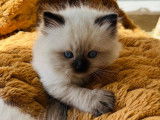 Chatonne Ragdoll LOOF à vendre