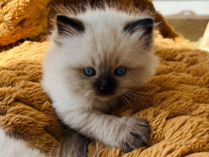 Chatonne Ragdoll LOOF à vendre