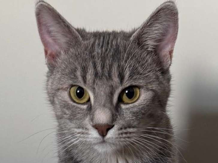 Jeune chatte croisée Chartreux à donner