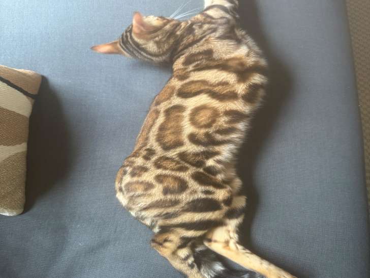 Mâle Bengal cherche femelle pour saillie sur Bordeaux