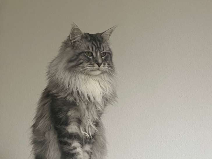 Chat Maine Coon disponible pour saillie