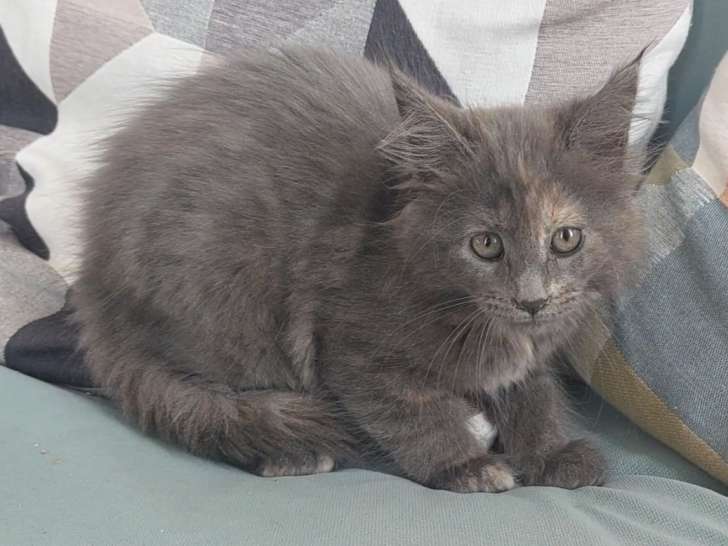 Chatonne Maine Coon LOOF à vendre