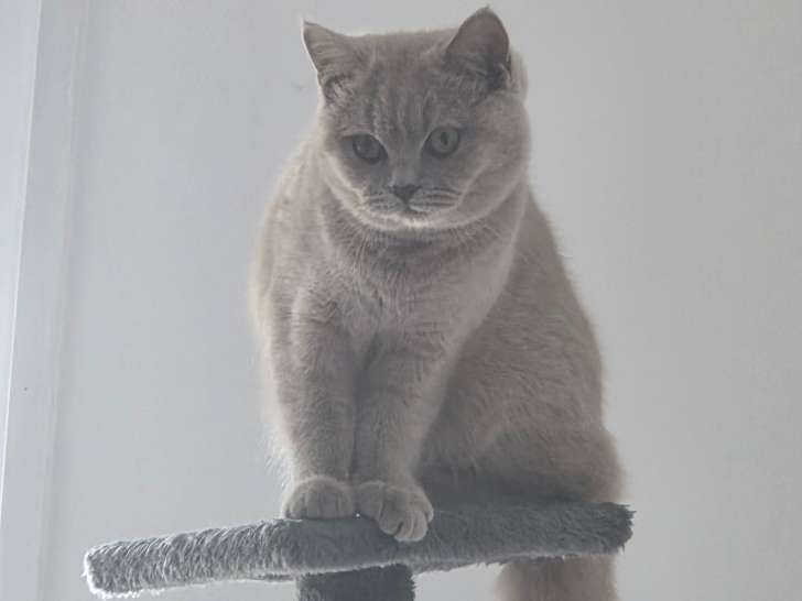 Chaton femelle collier rouge