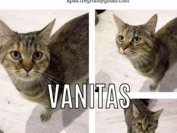 À adopter : chatte d’un an