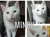 Disponible à l’adoption : chat au pelage blanc