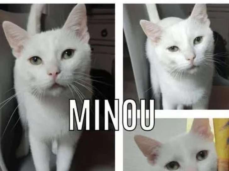 Disponible à l’adoption : chat au pelage blanc