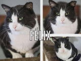 En attente d’adoption : chat noir et blanc