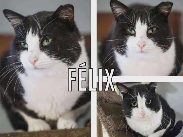 En attente d’adoption : chat noir et blanc