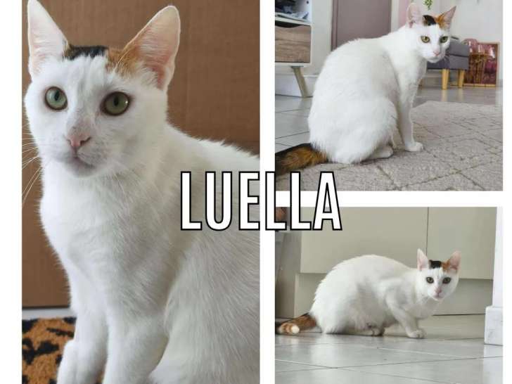 En attente d'un foyer : chatte tricolore