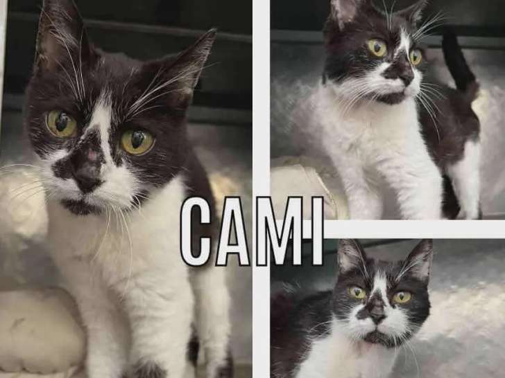 À accueillir : chatte de 7 ans