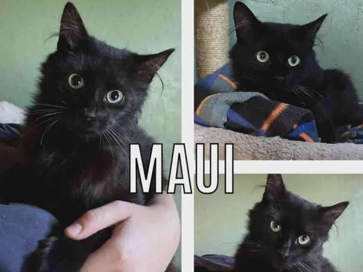 En quête d'une famille : chat de couleur noire