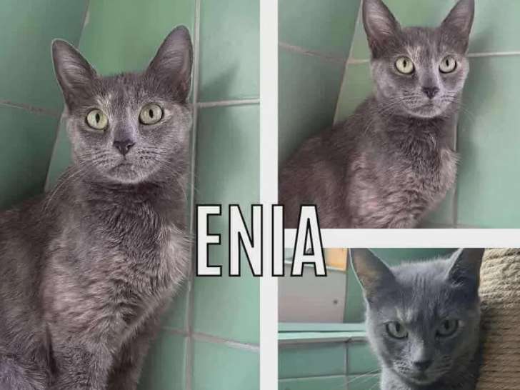 Adoption disponible : chatte grise