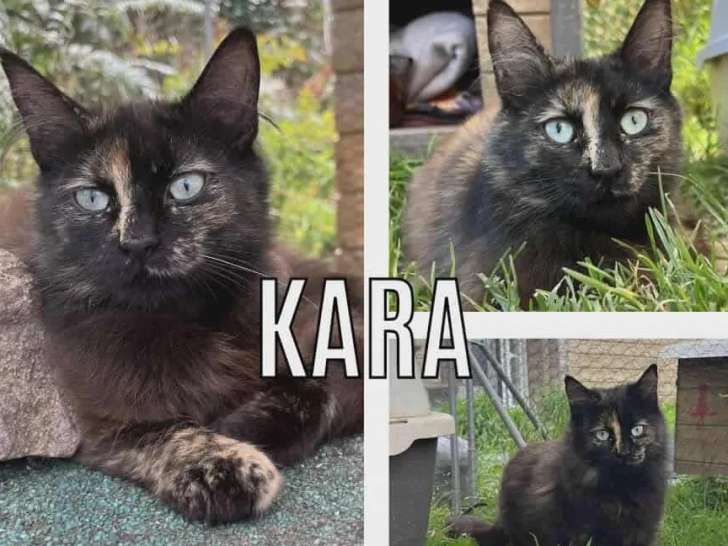 À la recherche d’une famille : chatte au pelage écaille de tortue