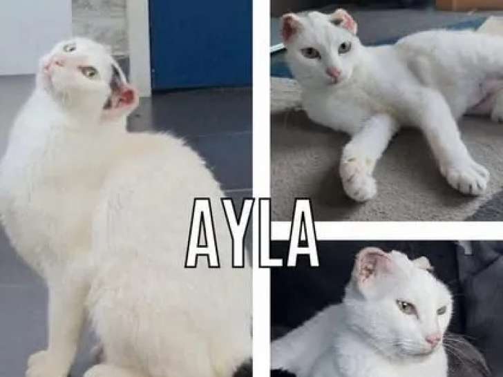 Chatte de 5 ans à adopter