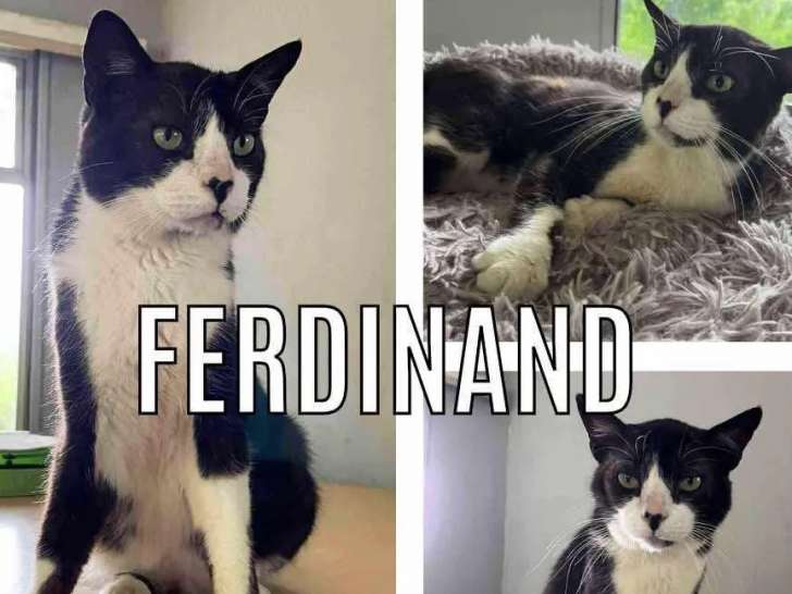 Chat au pelage noir et blanc disponible à l'adoption