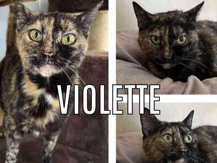 Chatte d'un an disponible à l'adoption