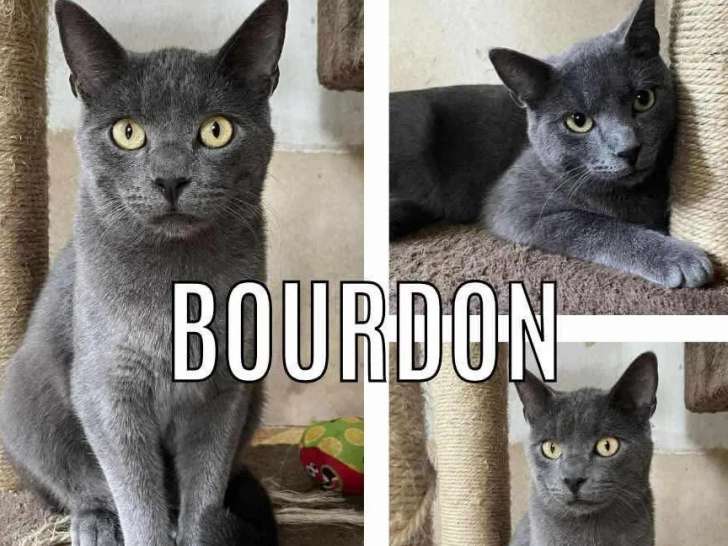 Chat gris en attente d'adoption