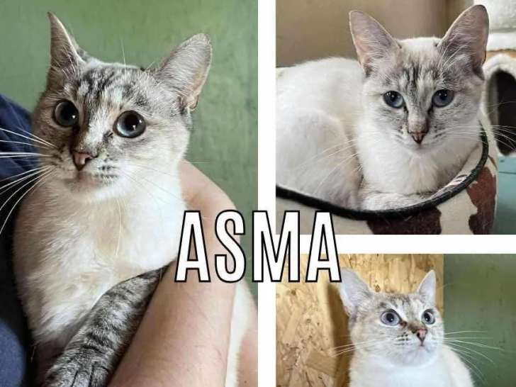 Chatte grise et blanche prête pour l’adoption