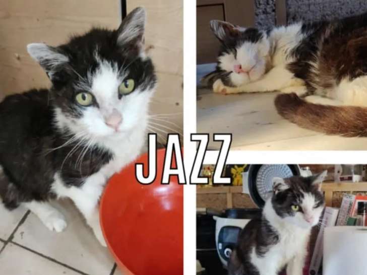 Chat adulte noir et blanc en attente d’un foyer