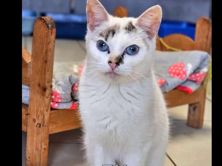 Chatte tigrée blanche à accueillir