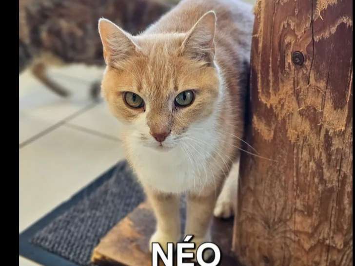 Chat roux et blanc en quête d’un foyer