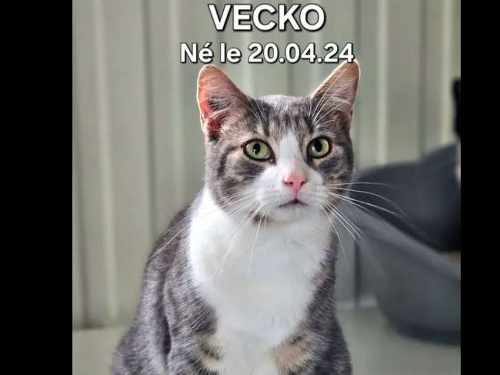 Adoption disponible : chat au pelage tricolore