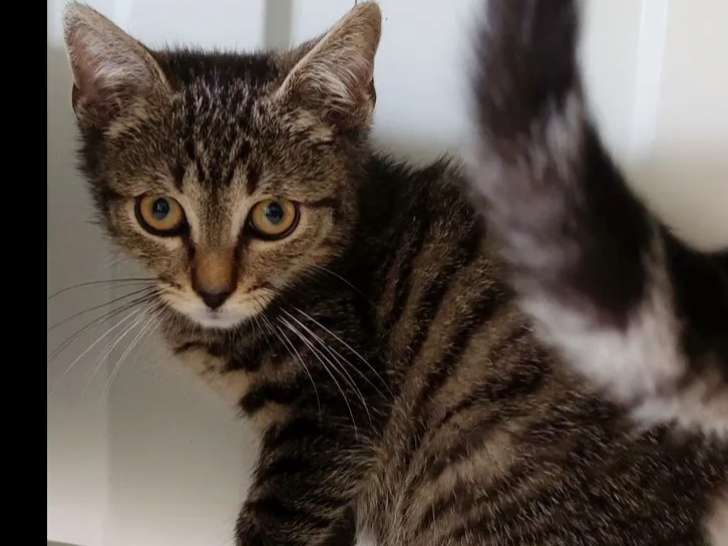 À adopter, chat au pelage tigré