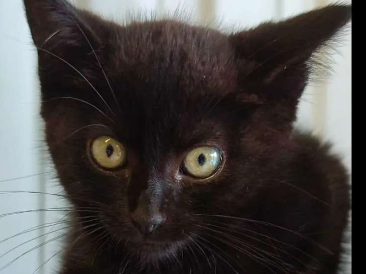 Disponible à l'adoption, chatte noire