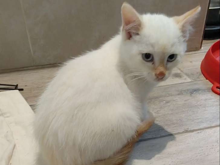 Prêt pour l’adoption, chaton mâle de 3 mois