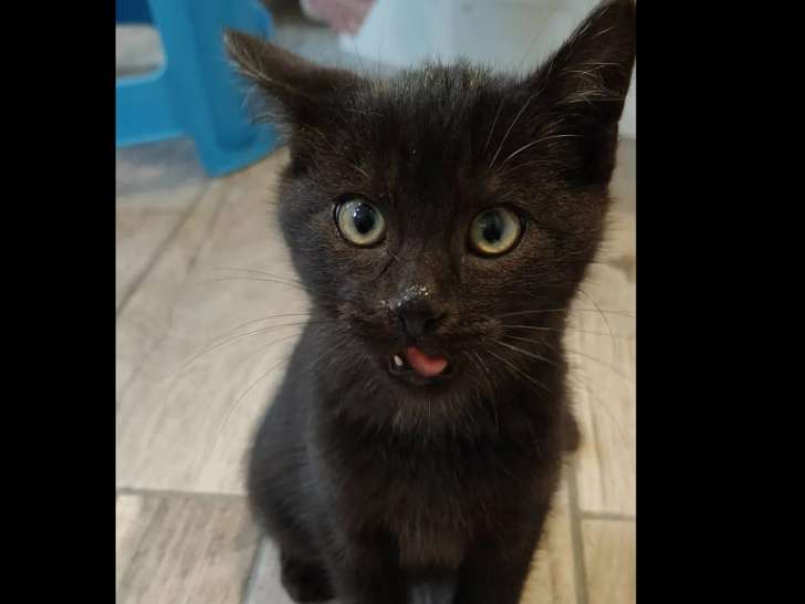 En attente d'une famille, chaton mâle de 3 mois