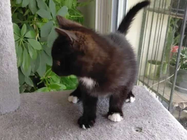 À accueillir, chaton mâle de 2 mois