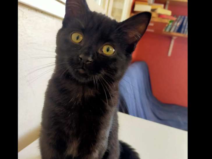 En quête d’un foyer, chatonne noire