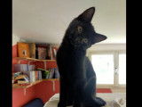 À la recherche d’une famille, chaton femelle noir