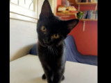 À la recherche d’une famille, chaton femelle noir