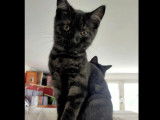 À adopter : chaton femelle noir et gris