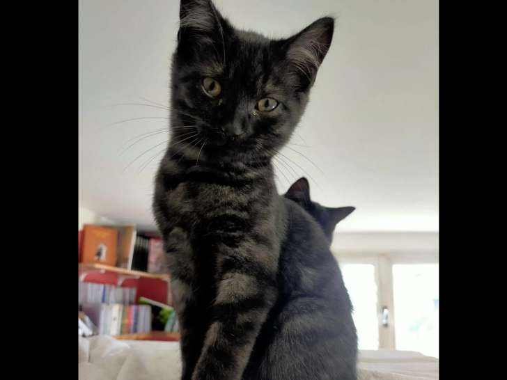 À adopter : chaton femelle noir et gris