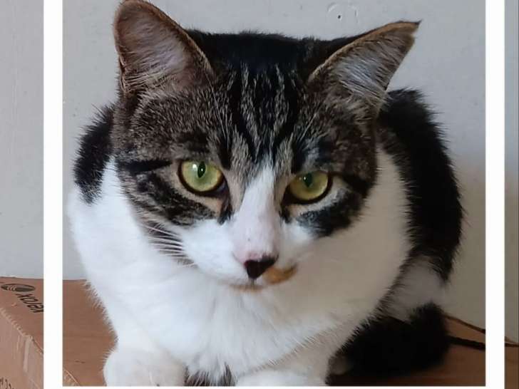 En attente d'adoption : chaton mâle de 5 mois