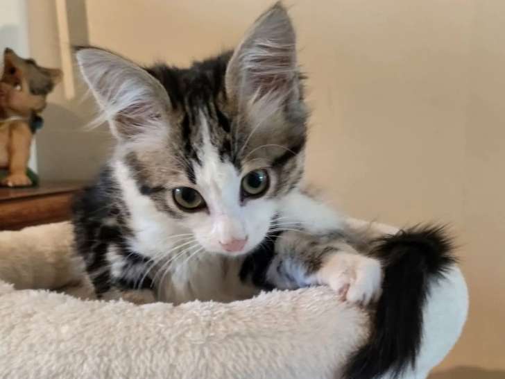 Prêt pour l’adoption : chaton femelle tigré