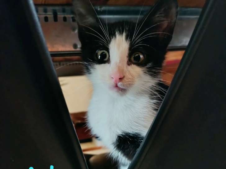 En attente d'un foyer : chatonne de 2 mois