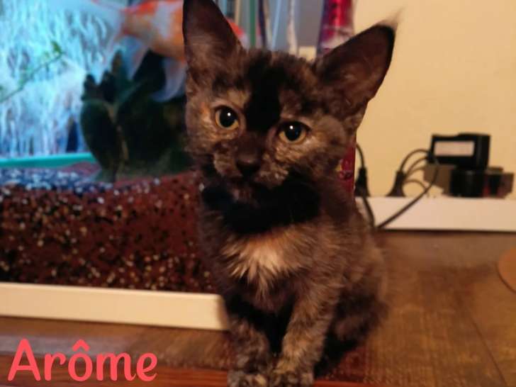 À accueillir : chaton femelle âgé de 2 mois