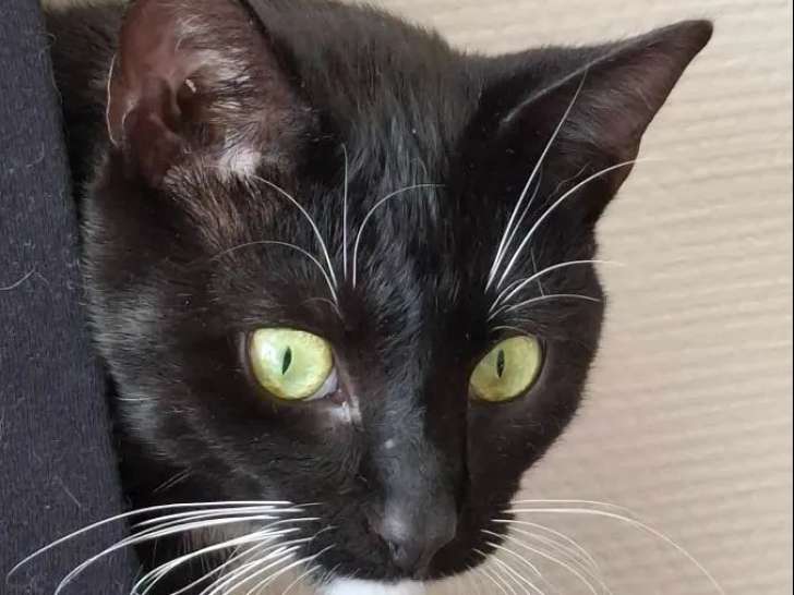 En quête d'une famille : chaton mâle noir avec marque blanche