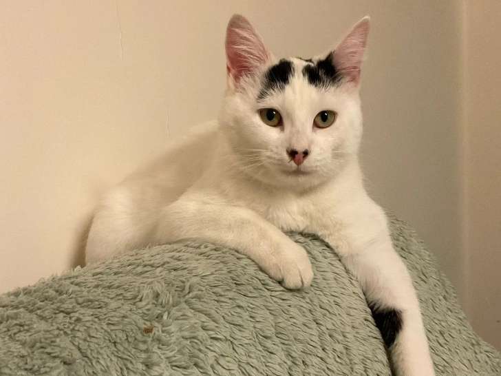 Adoption disponible : chatonne de 6 mois