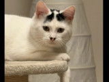 Adoption disponible : chatonne de 6 mois