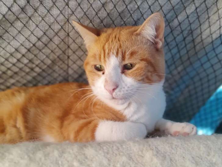 À la recherche d’une famille : chat roux et blanc