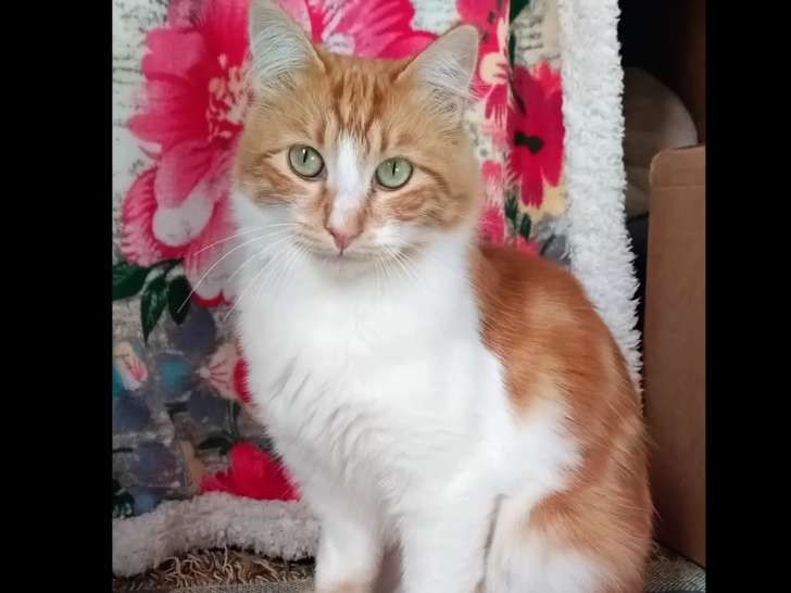 Chaton mâle de 9 mois disponible à l'adoption