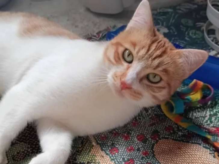 Chaton mâle de 9 mois prêt pour l'adoption