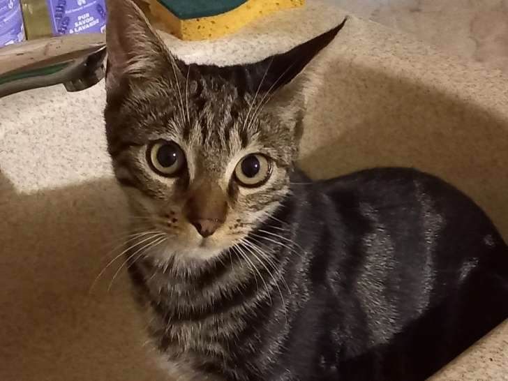 Chaton mâle tigré en attente d'une famille